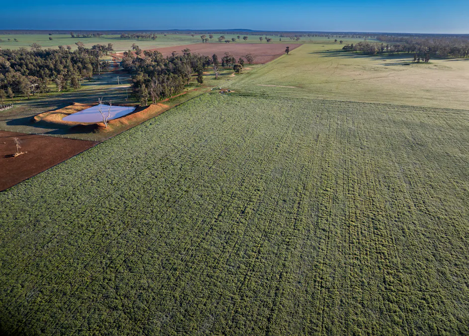 'Rockvale' 3166 Back Trundle Road, Cooks Myalls, NSW, 2870 - Image 25