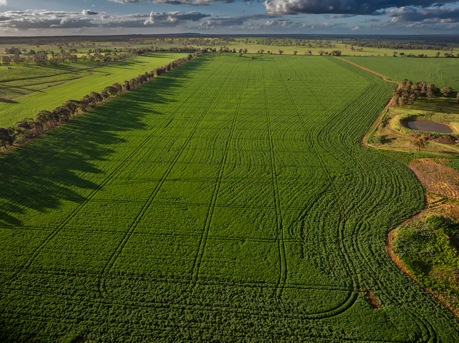 'Whitefield' 3235 Back Trundle Road, Cooks Myalls, NSW, 2870 - Image 3