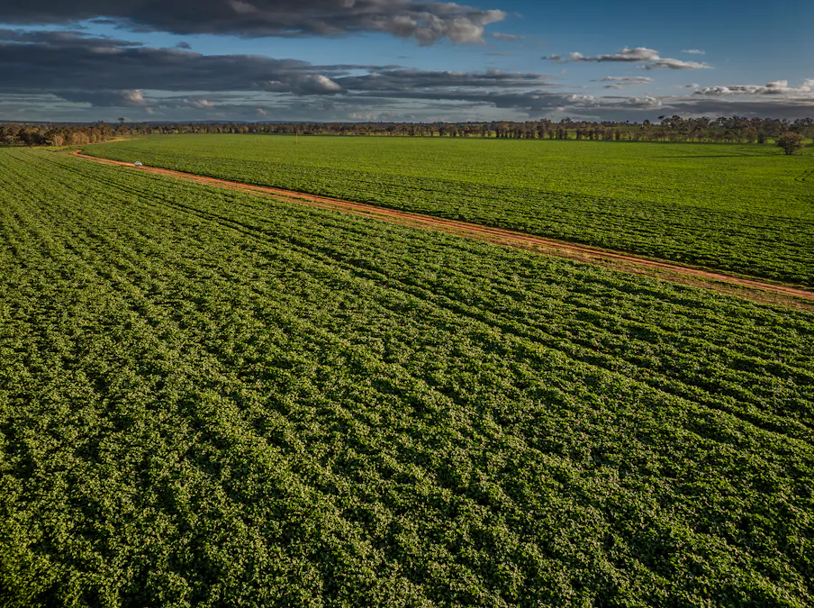 'Whitefield' 3235 Back Trundle Road, Cooks Myalls, NSW, 2870 - Image 5