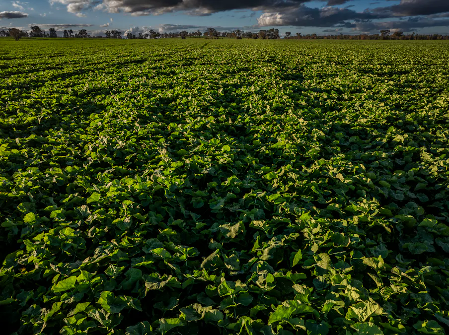 'Whitefield' 3235 Back Trundle Road, Cooks Myalls, NSW, 2870 - Image 6