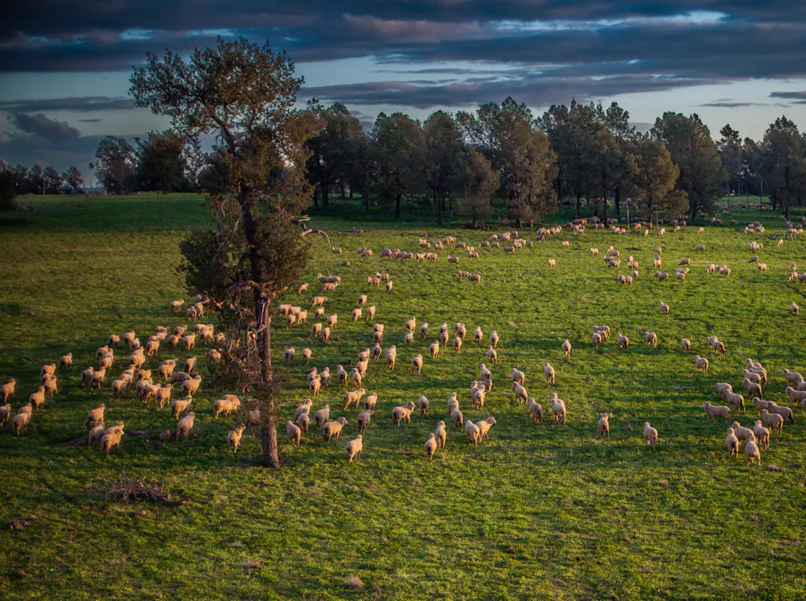 'Whitefield' 3235 Back Trundle Road, Cooks Myalls, NSW, 2870 - Image 8