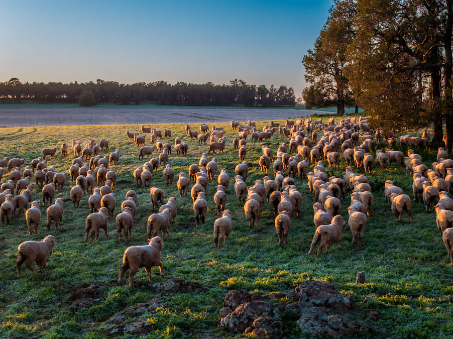 'Whitefield' 3235 Back Trundle Road, Cooks Myalls, NSW, 2870 - Image 12