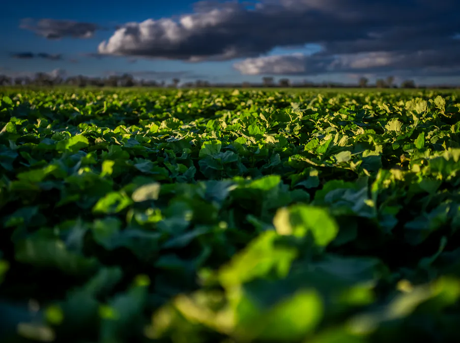 'Whitefield' 3235 Back Trundle Road, Cooks Myalls, NSW, 2870 - Image 13