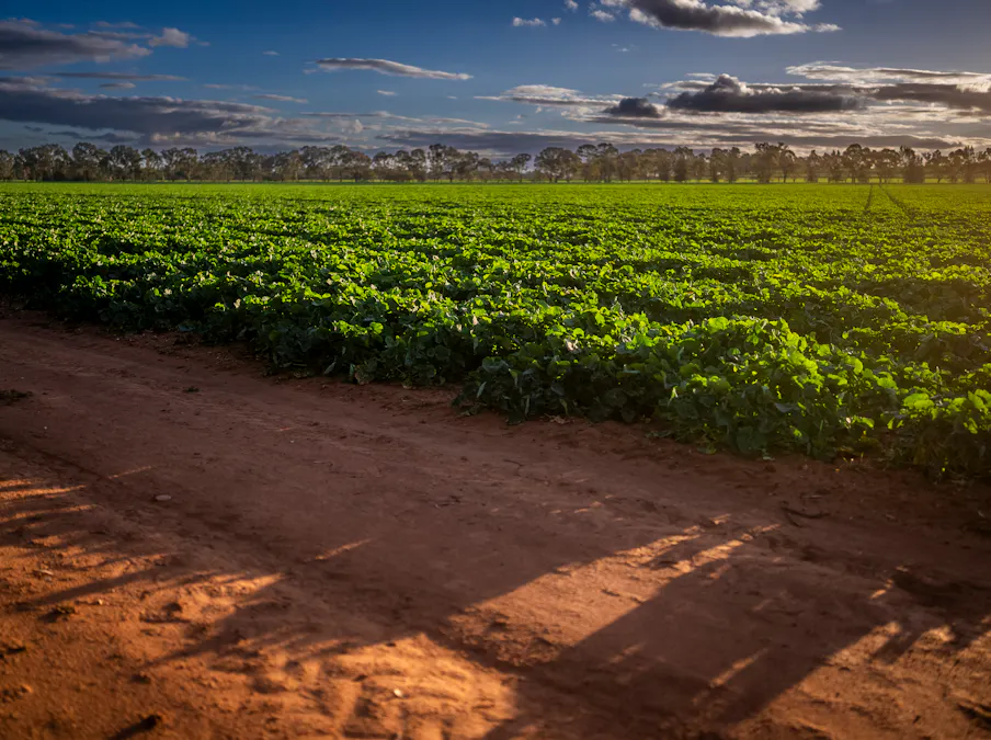 'Whitefield' 3235 Back Trundle Road, Cooks Myalls, NSW, 2870 - Image 11