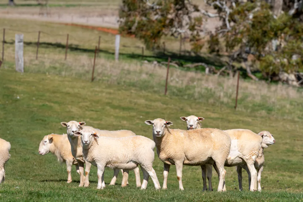 'Ashfield' 1262 Mandurama Road, Neville, NSW, 2799 - Image 4