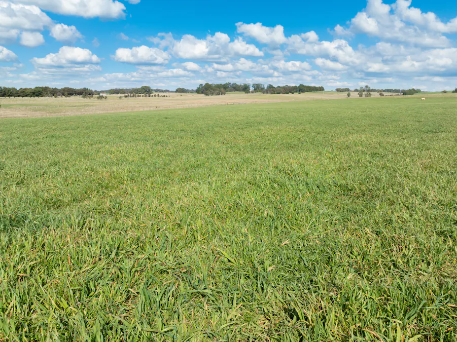 'Ashfield' 1262 Mandurama Road, Neville, NSW, 2799 - Image 5