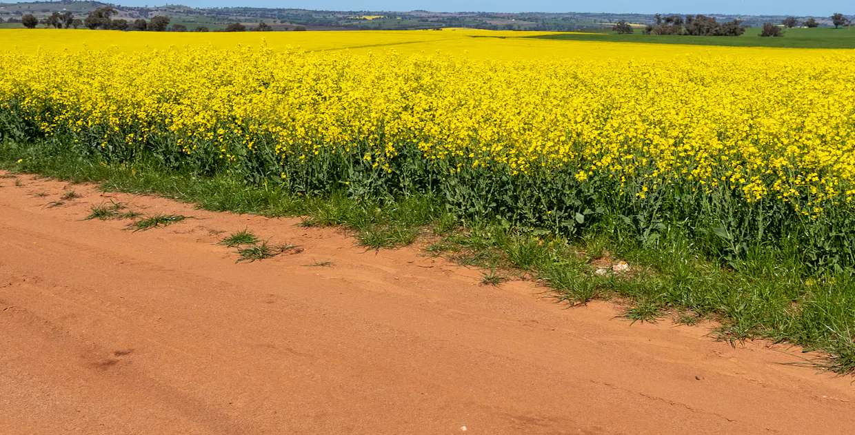 'Smiths' 5171 Cargo Road, Canowindra, NSW, 2804 - Image 2