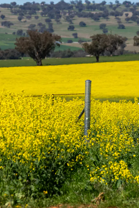'Smiths' 5171 Cargo Road, Canowindra, NSW, 2804 - Image 3