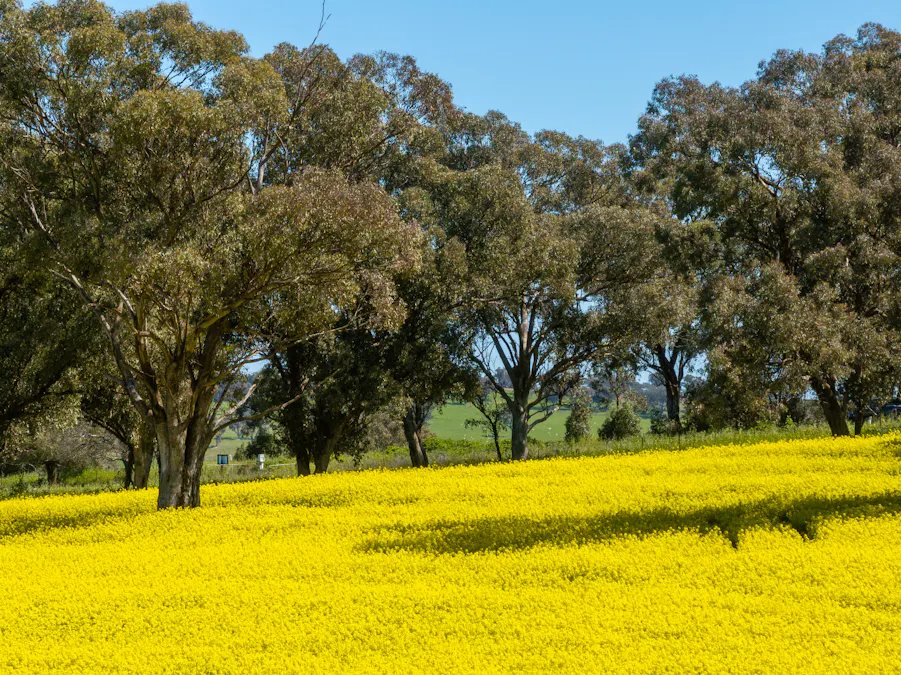 'Smiths' 5171 Cargo Road, Canowindra, NSW, 2804 - Image 7