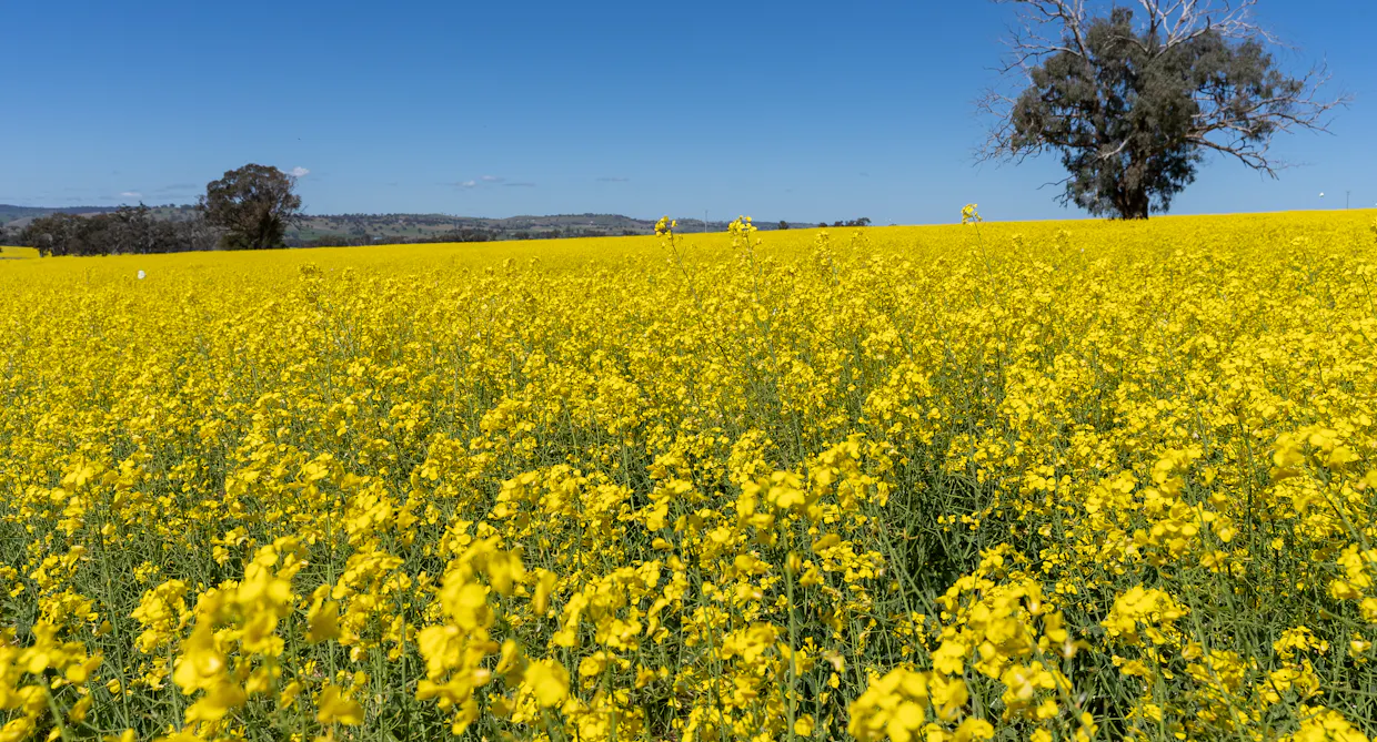 'Smiths' 5171 Cargo Road, Canowindra, NSW, 2804 - Image 10