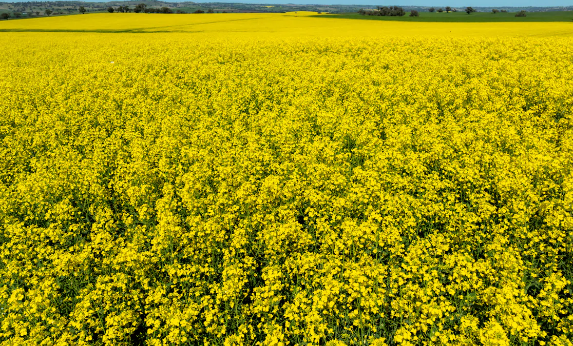 'Smiths' 5171 Cargo Road, Canowindra, NSW, 2804 - Image 12