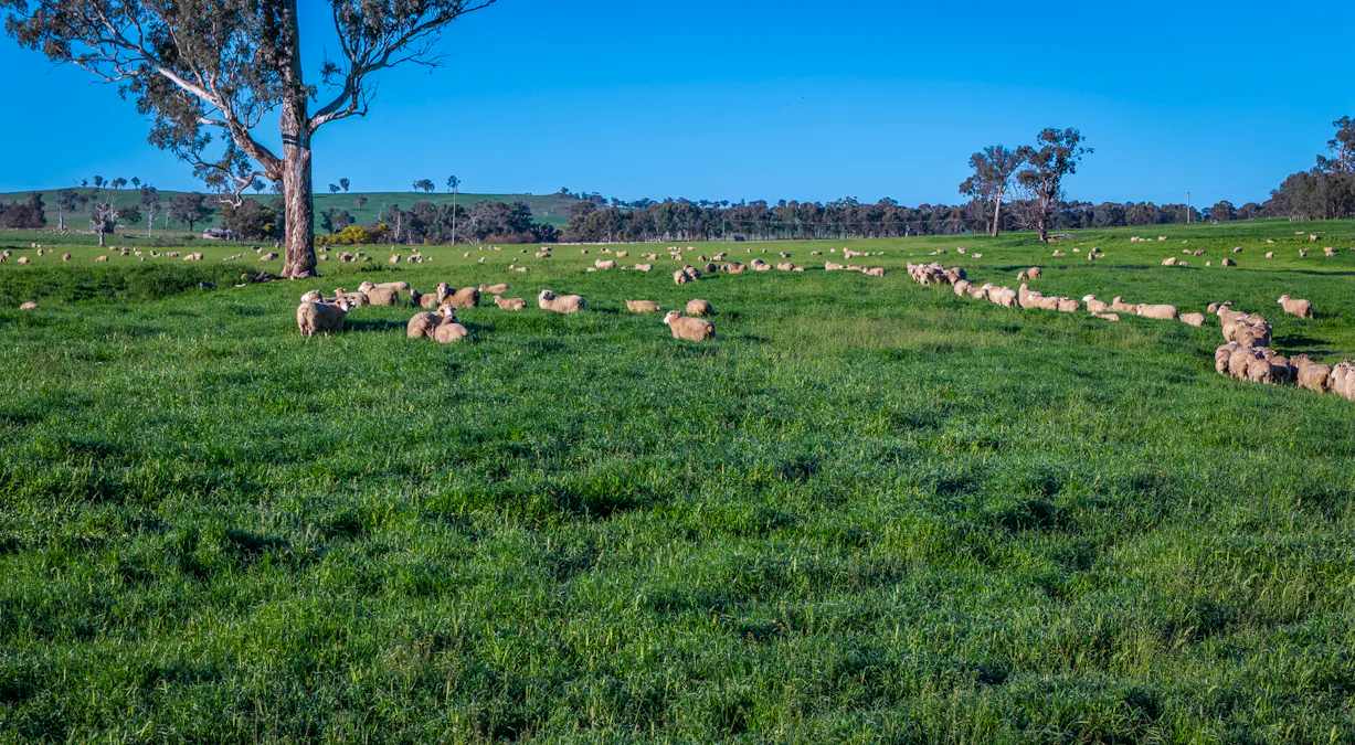 'Old Yullundry' 395 Old Yullundry Road, Cumnock, NSW, 2867 - Image 23