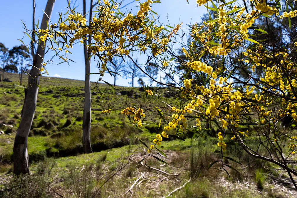 1718 Ophir Road, Orange, NSW, 2800 - Image 4