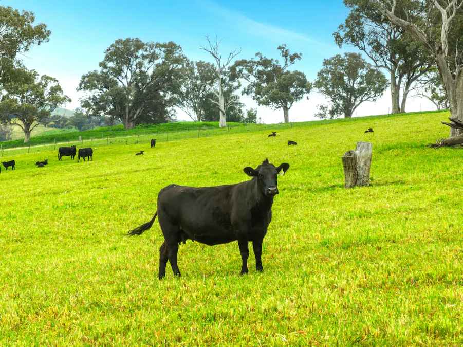 1079 Reg Hailstone Way, Woodstock, NSW, 2538 - Image 1