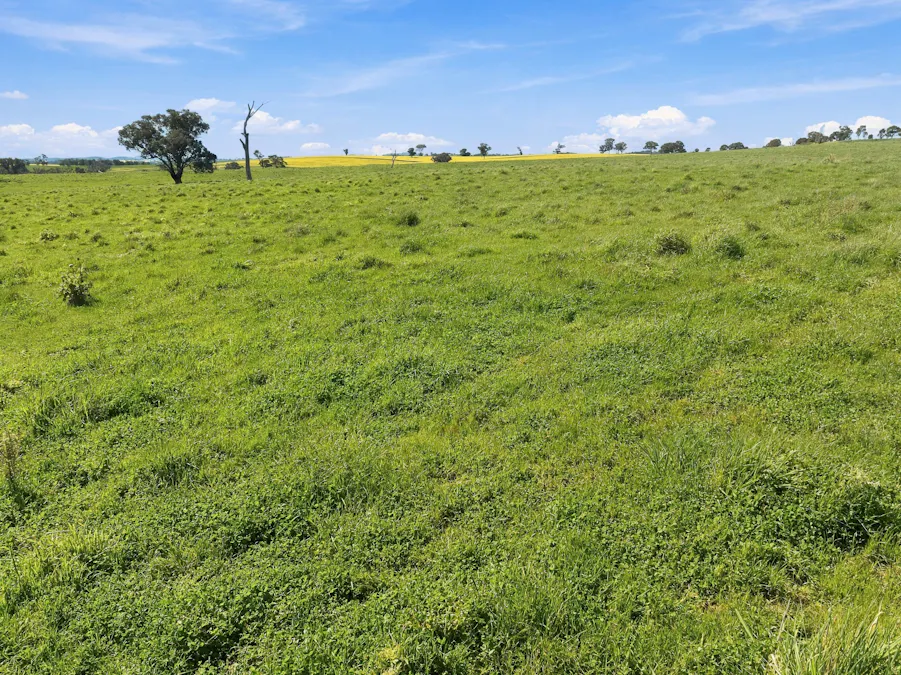 'Burley' 8394 Mid Western Highway, Woodstock, NSW, 2793 - Image 5