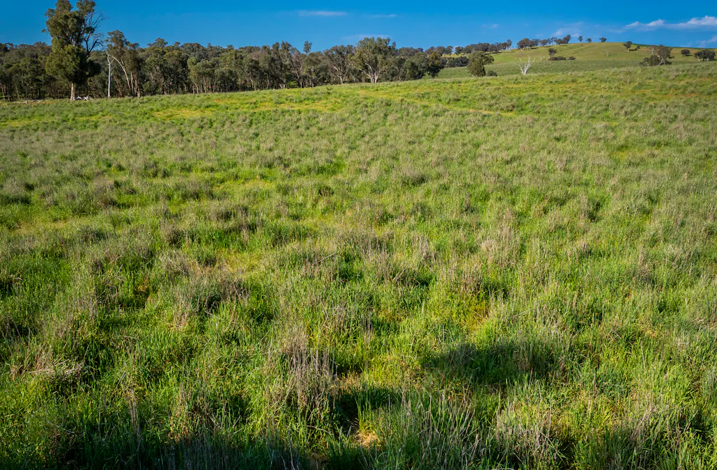 'Burley' 8394 Mid Western Highway, Woodstock, NSW, 2793 - Image 30
