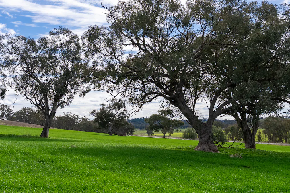 9091 Mitchell Highway, Wellington, NSW, 2820 - Image 3