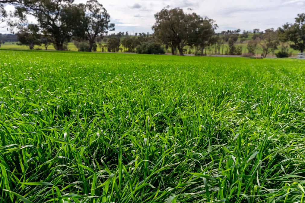9091 Mitchell Highway, Wellington, NSW, 2820 - Image 7