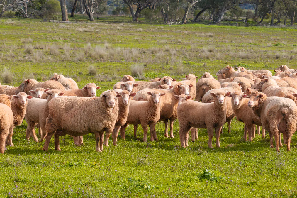 9091 Mitchell Highway, Wellington, NSW, 2820 - Image 2