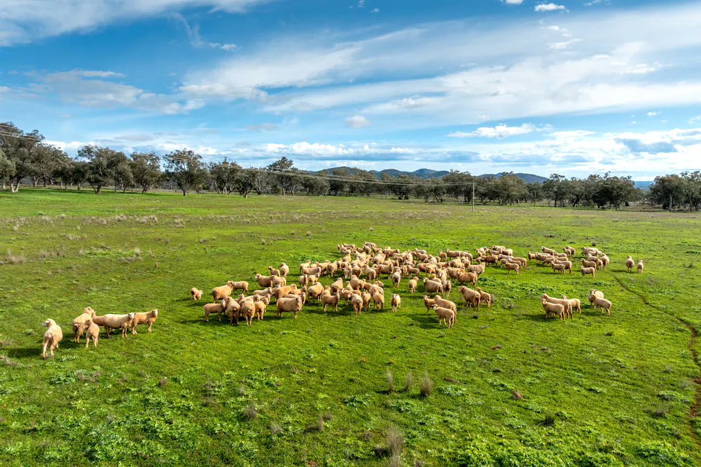 9091 Mitchell Highway, Wellington, NSW, 2820 - Image 4