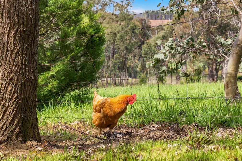18 Greening Lane Lidster via, Orange, NSW, 2800 - Image 17