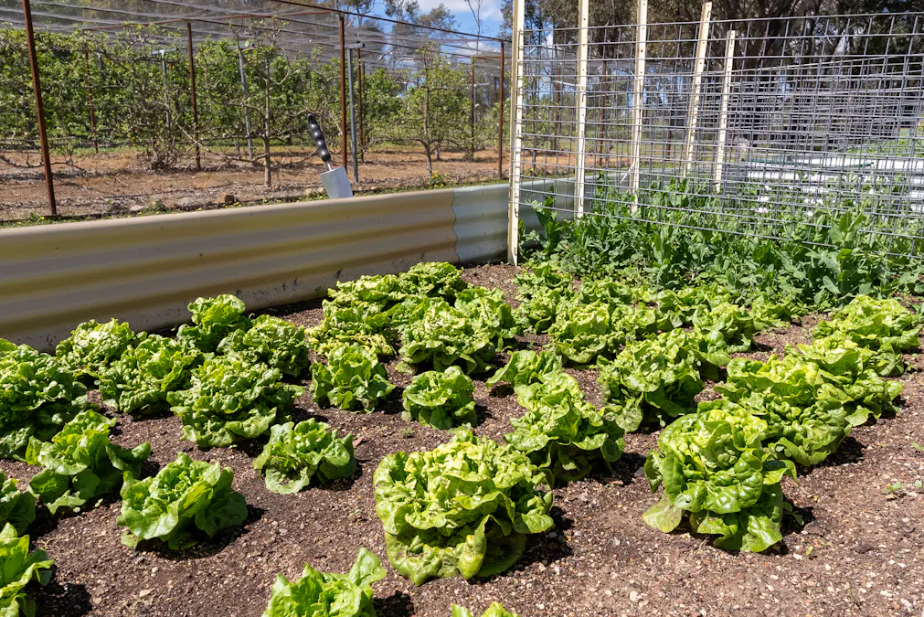 134 Lemmons Road Borenore via, Orange, NSW, 2800 - Image 13