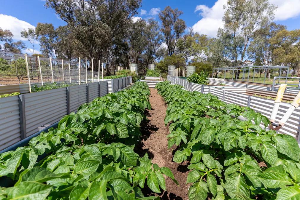 134 Lemmons Road Borenore via, Orange, NSW, 2800 - Image 14