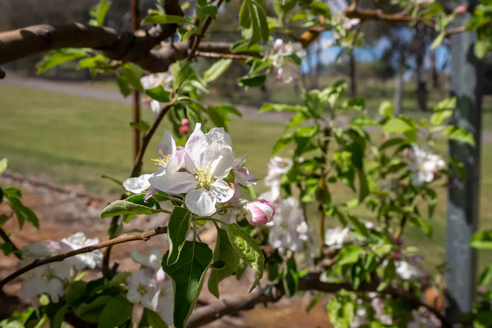 134 Lemmons Road Borenore via, Orange, NSW, 2800 - Image 16