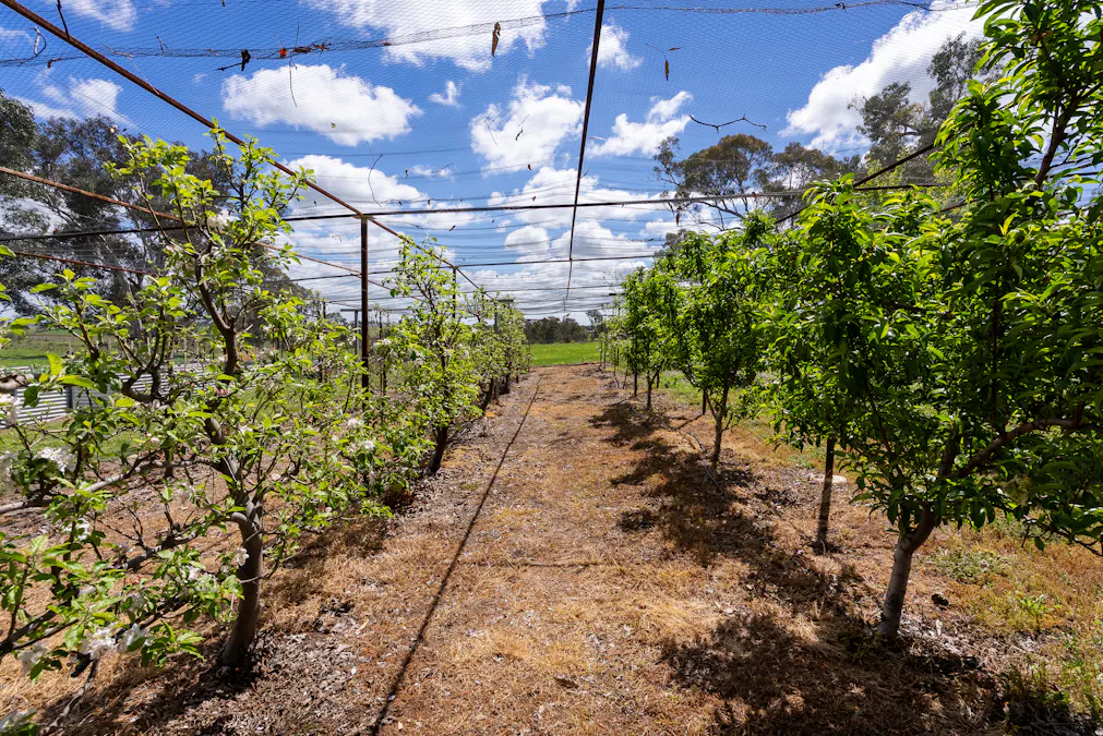 134 Lemmons Road Borenore via, Orange, NSW, 2800 - Image 17