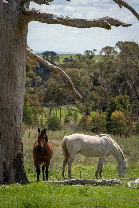 134 Lemmons Road Borenore via, Orange, NSW, 2800 - Image 21