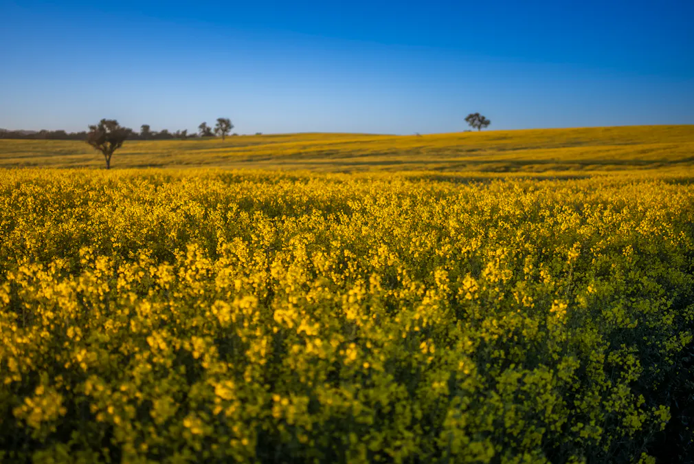 'Newry Downs' 91 Kenny's Lane, Lyndhurst, NSW, 2797 - Image 3