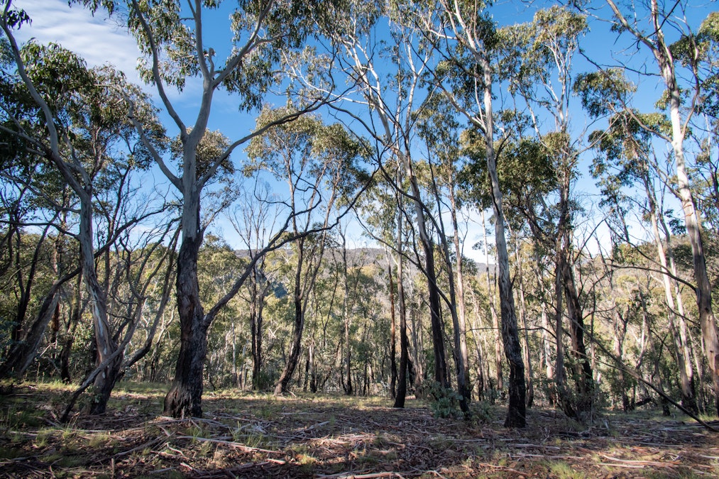 379 Sheepstation Forest Road, Gingkin, NSW, 2787 - Image 15