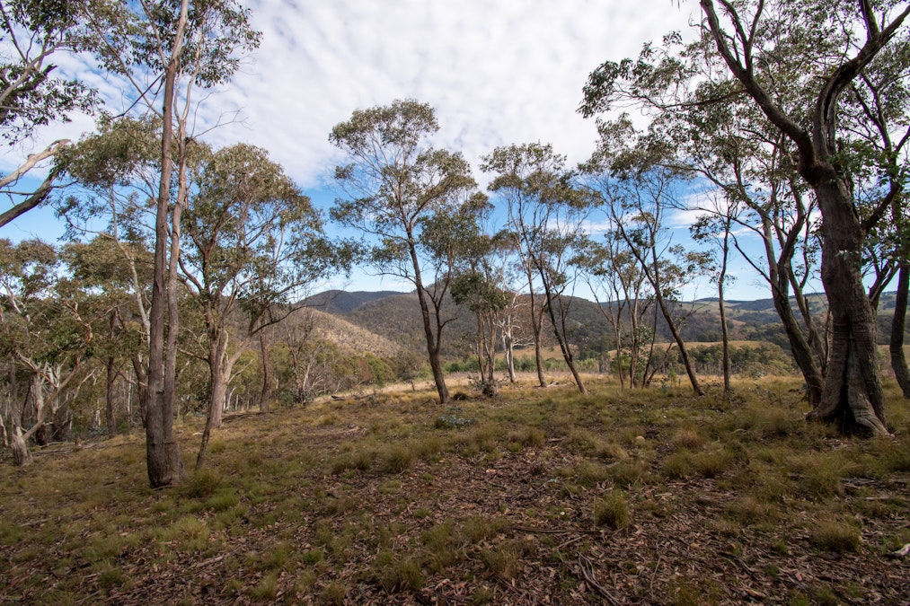 379 Sheepstation Forest Road, Gingkin, NSW, 2787 - Image 14