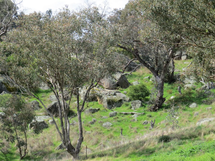 73 Mount McDonald Road, Darbys Falls, NSW, 2793 - Image 18