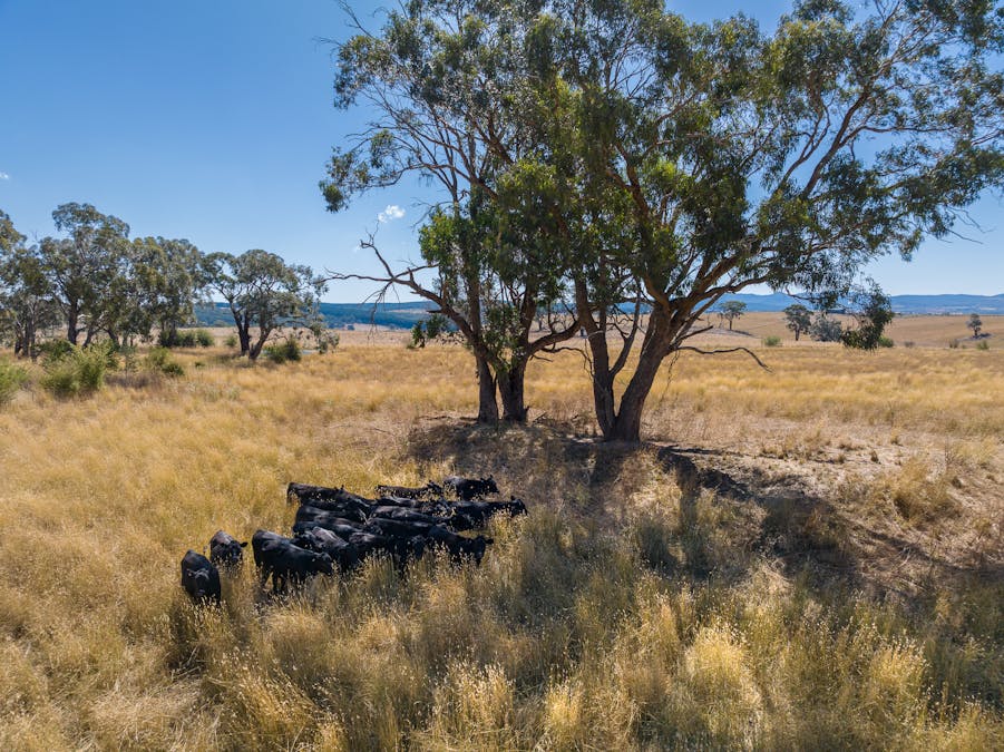 55 Carbine Road, Forest Reefs, NSW, 2798 - Image 30