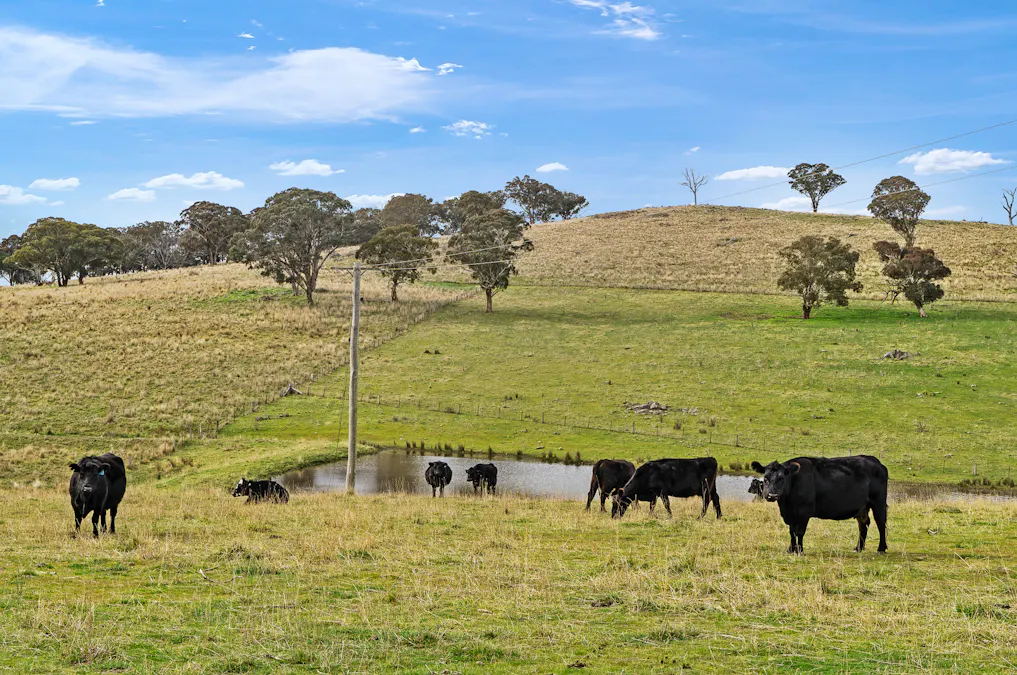 135 Bundaleer Road, Newbridge, NSW, 2795 - Image 5