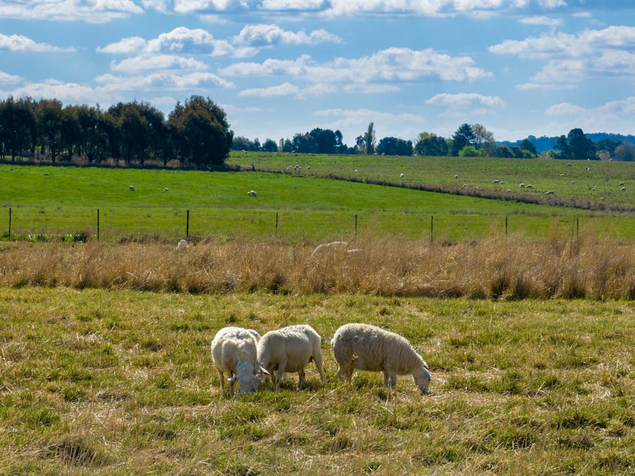 548 Emu Swamp Road, Orange, NSW, 2800 - Image 19