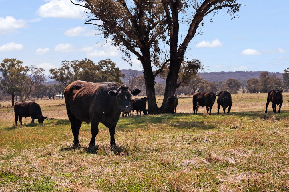 1910 Lagoon Road, Bathurst, NSW, 2795 - Image 10