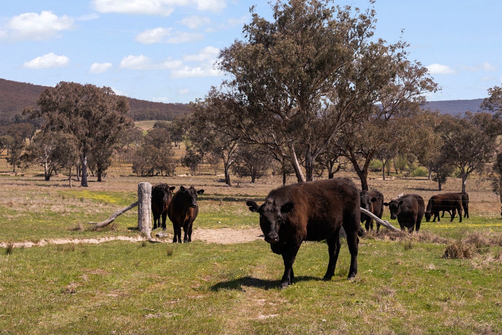 1910 Lagoon Road, Bathurst, NSW, 2795 - Image 11