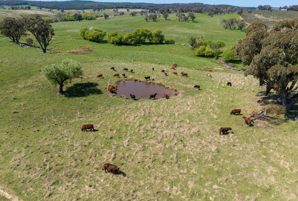 2641 Burraga Road, Burraga, NSW, 2795 - Image 12