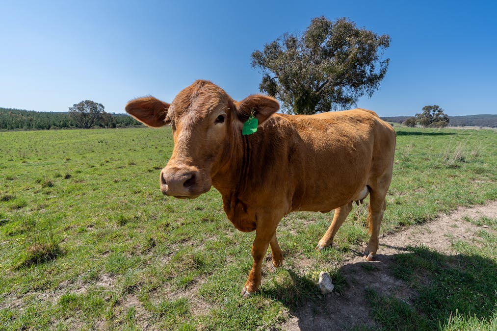2641 Burraga Road, Burraga, NSW, 2795 - Image 25