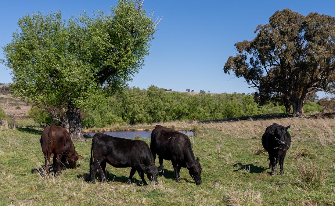 2641 Burraga Road, Burraga, NSW, 2795 - Image 31