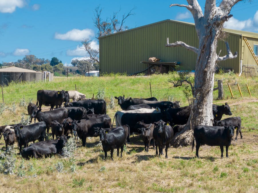 409 Freemantle Road, Mount Rankin, NSW, 2795 - Image 16