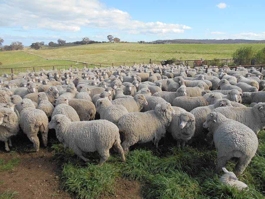 181 The Bridle Track, Duramana, NSW, 2795 - Image 16
