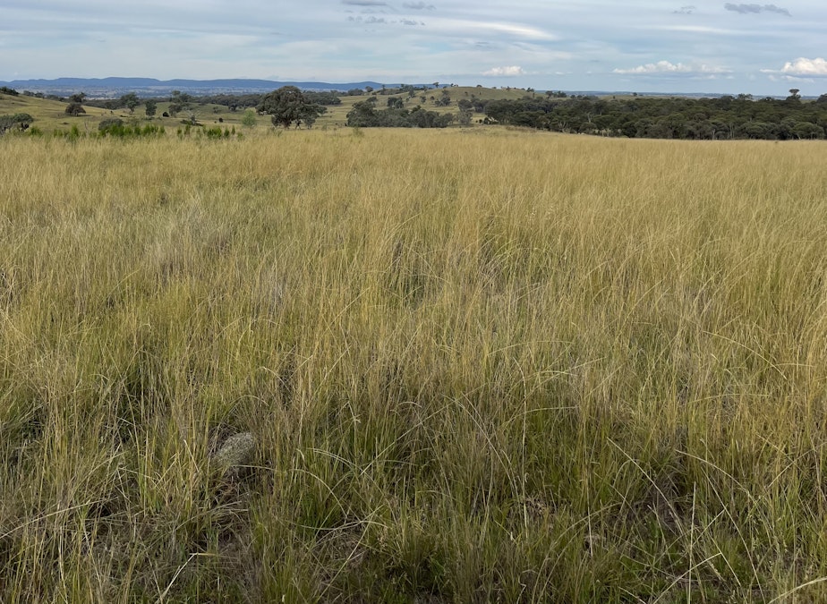 804 Old Yullundry Road, Yullundry, NSW, 2867 - Image 22