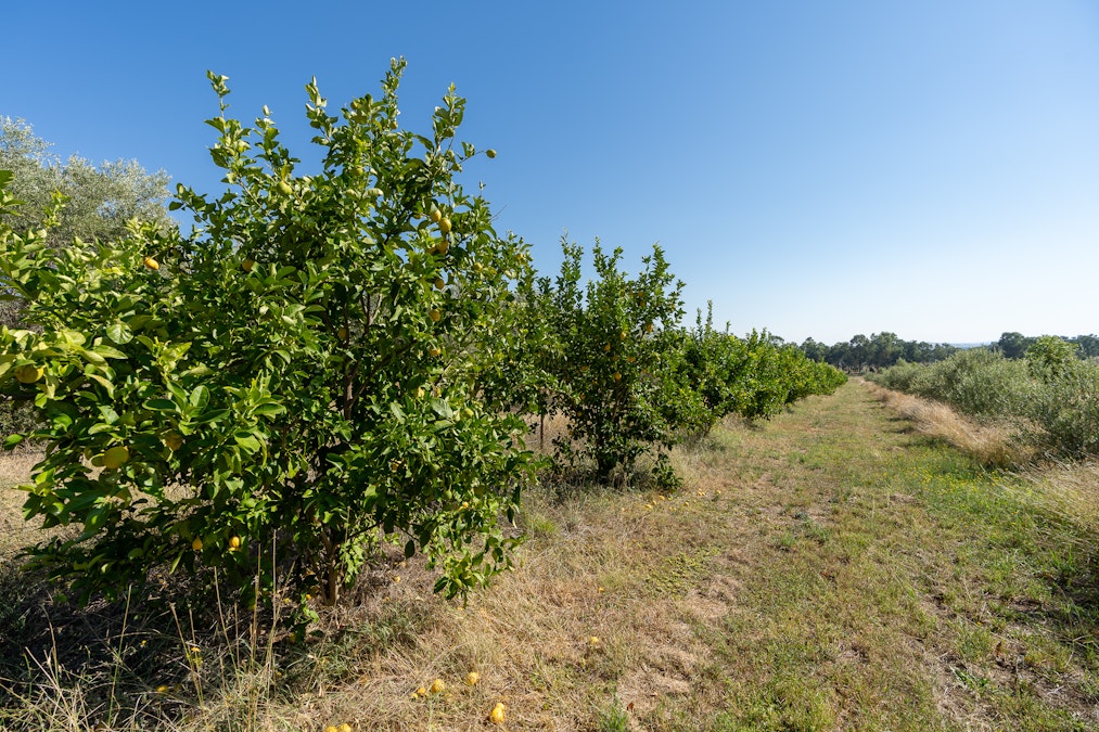 'Kalavista' 20/444 Rivers Road, Canowindra, NSW, 2804 - Image 26