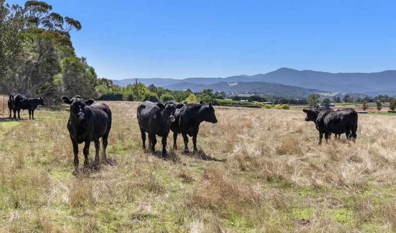 12 Maddens Lane, Coldstream, VIC, 3770 - Image 5