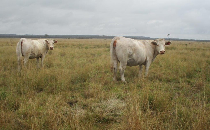 2388 ACRES Grazing Country, Tara, QLD, 4421 - Image 1