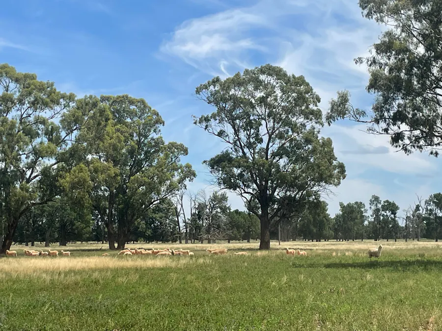 82 (RMB 2070) Pine lodge Rd, Tocumwal, NSW, 2714 - Image 1