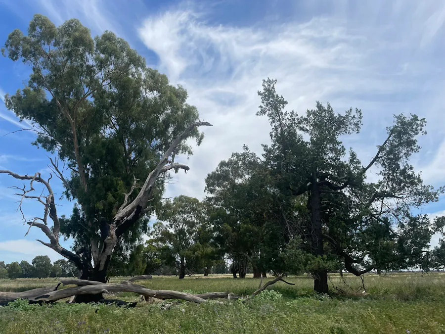 82 (RMB 2070) Pine lodge Rd, Tocumwal, NSW, 2714 - Image 19